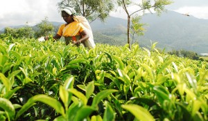 tea-crop