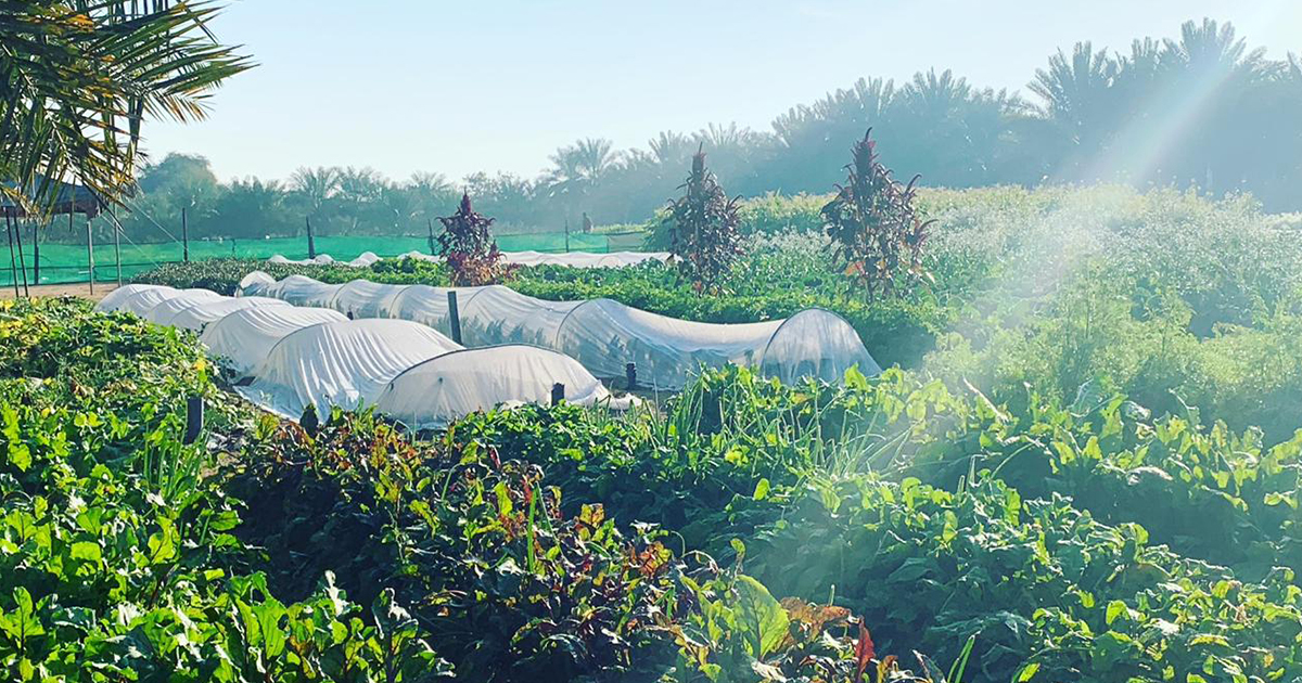 The organic local market supplying Dubai’s five-star hotels