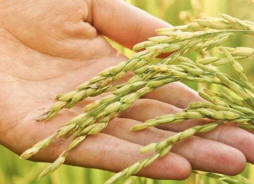 European Rice UAE