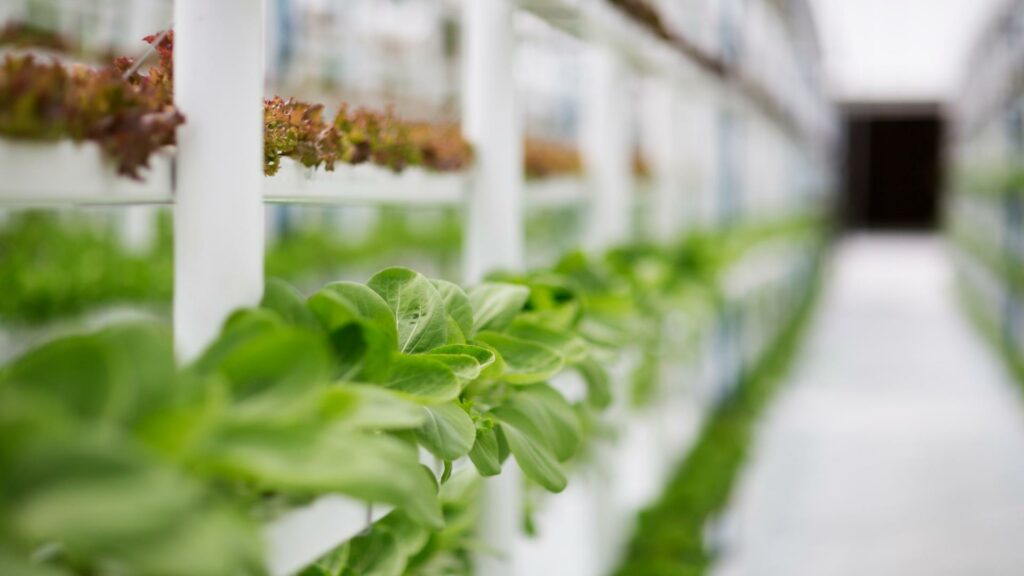 Hydroponic farm Radisson Blu Dubai Deira Creek