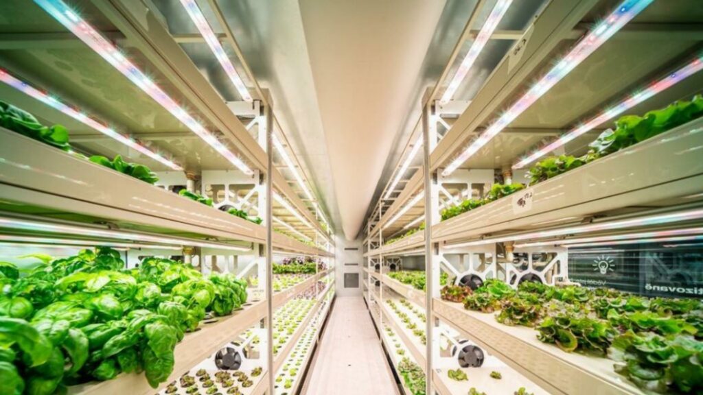 Hydroponic farm Radisson Blu Dubai Deira Creek