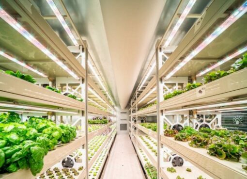 Hydroponic farm Radisson Blu Dubai Deira Creek